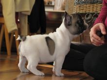 AKC quality French Bulldog Puppy for free adoption!!! Image eClassifieds4U