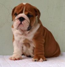 Excellent English Bulldog puppies Image eClassifieds4U