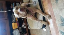 Female pittbull Image eClassifieds4u 2