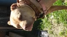 Female pittbull Image eClassifieds4u 3