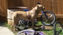 Female pittbull Image eClassifieds4u 2