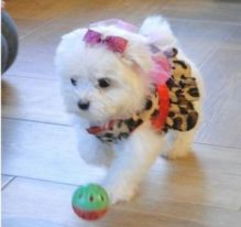 lovely maltese pupy for adoption Image eClassifieds4U