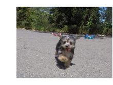 Lovely Yorkie Puppies Image eClassifieds4u 2