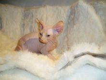 Sphynx Kittens For Sale Image eClassifieds4U