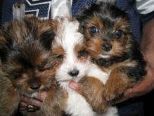 Super Adorable Yorkie Puppies Available Now Image eClassifieds4U