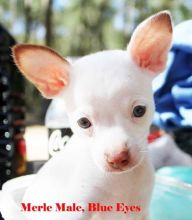 TEACUP AKC Chihuahua Puppies Image eClassifieds4U