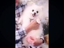 Teacup Pomeranian Image eClassifieds4u 2