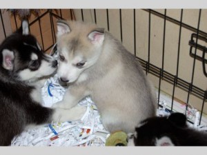 Pug Puppies for a home adoption Image eClassifieds4u