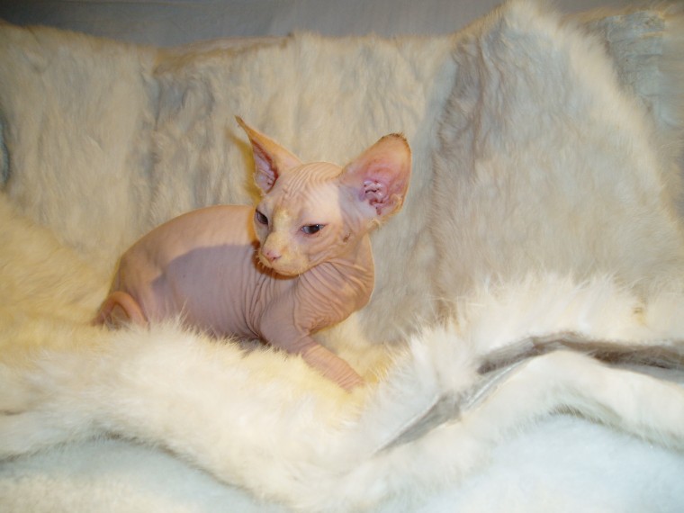 Sphynx Kittens For Sale Image eClassifieds4u