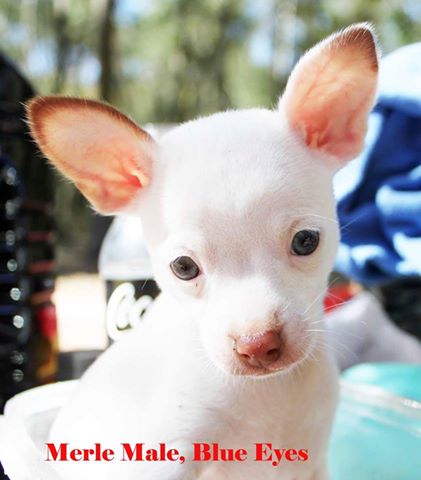 TEACUP AKC Chihuahua Puppies Image eClassifieds4u