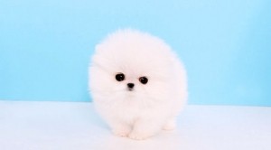 Two Awesome T-Cup Pomeranian Puppies Image eClassifieds4u