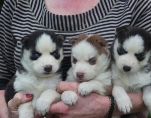 Two Siberian Husky Puppies Available Image eClassifieds4u
