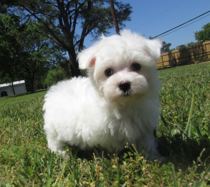 Two Teacup Maltese Puppies Needs a New Family Image eClassifieds4u