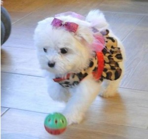 Well Trained Maltese Puppies Available Image eClassifieds4u