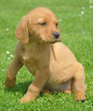 Male and Female golden retriever Pups