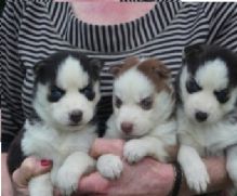 Straight up Blue Eyes Siberian Husky Puppies For Sale
