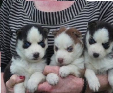 Akc Pure Breed Siberian Husky Puppies 581-317-1585 Image eClassifieds4u