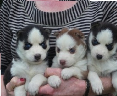 Siberian Husky Puppies Blue eyes Ready Sms Us at 581-317-1585 Image eClassifieds4u