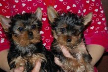 I have male and female Yorkie puppies.