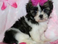 Adorable Male And Female Shih Tzu Puppies