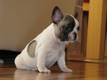 Beautiful Blue and White Pied French Bulldog Pups