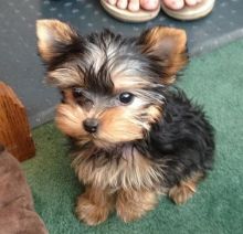 Cute and extreme doll face Yorkie puppies for a pet home.