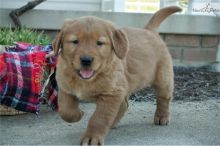 Excellent Golden Retriever Puppies