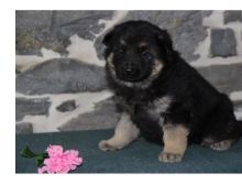 German Shepard Puppies Available for Free Adoption