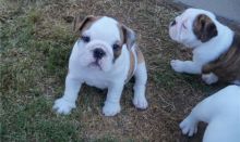 Purebred English bulldog puppies for adoption