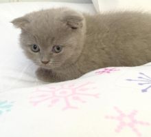 Scottish fold kitten