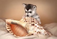 Sweet Siberian Husky Puppies