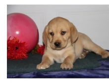 Two Labrador Puppies