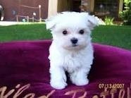 Two puppies Maltese bichon LOF