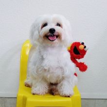 Two Teacup Maltese Puppies Needs a New Family