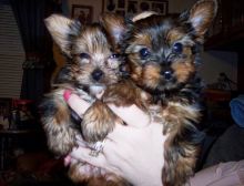 Yorkie Pups for Sale. text us.704 626 7600