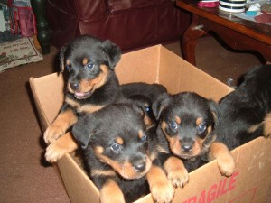 12 weeks old Rottweiler Puppies for Adoption Image eClassifieds4u
