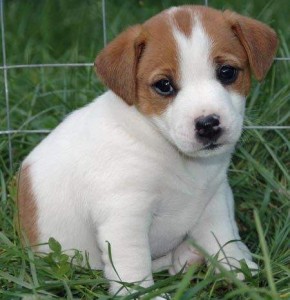 Beautiful Jack Russell Puppies for Free Image eClassifieds4u
