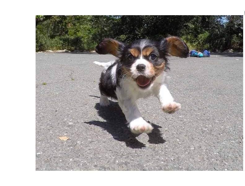 Cavachon Designer Breed Female Pup! Image eClassifieds4u