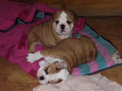 English Bulldogs for Rehoming Image eClassifieds4u