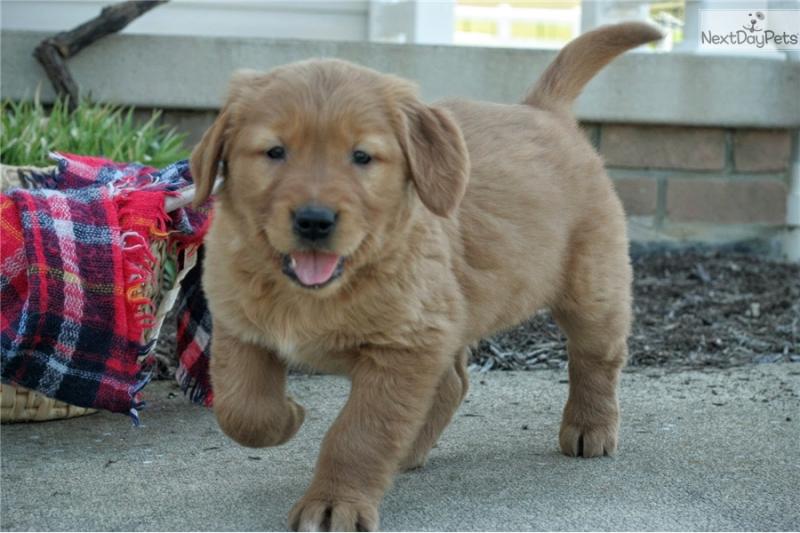 Excellent Golden Retriever Puppies Image eClassifieds4u