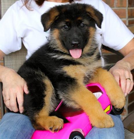 Good Looking German Shepherd Puppies For Re-Homing Image eClassifieds4u