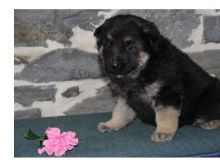 Australian Shepherd Image eClassifieds4U
