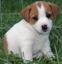 Beautiful Jack Russell Puppies for Free Image eClassifieds4U