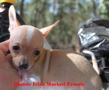 Chihuahua Puppies 8 weeks old Image eClassifieds4U