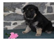 German Shepard Puppies Available for Free Adoption Image eClassifieds4U