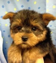 Home raised yorkie puppies for rehoming Image eClassifieds4U