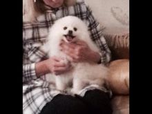 Priceless White Pomeranian Puppy For Adoption Image eClassifieds4U