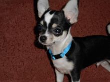 Small Chihuahua Image eClassifieds4U
