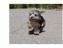 Teacup Yorkie Puppies for Adoption Image eClassifieds4U