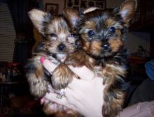 Yorkie Pups for Sale. text us.704 626 7600 Image eClassifieds4U